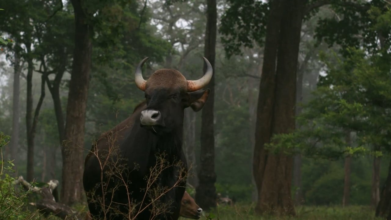 Scen från Wild Karnataka