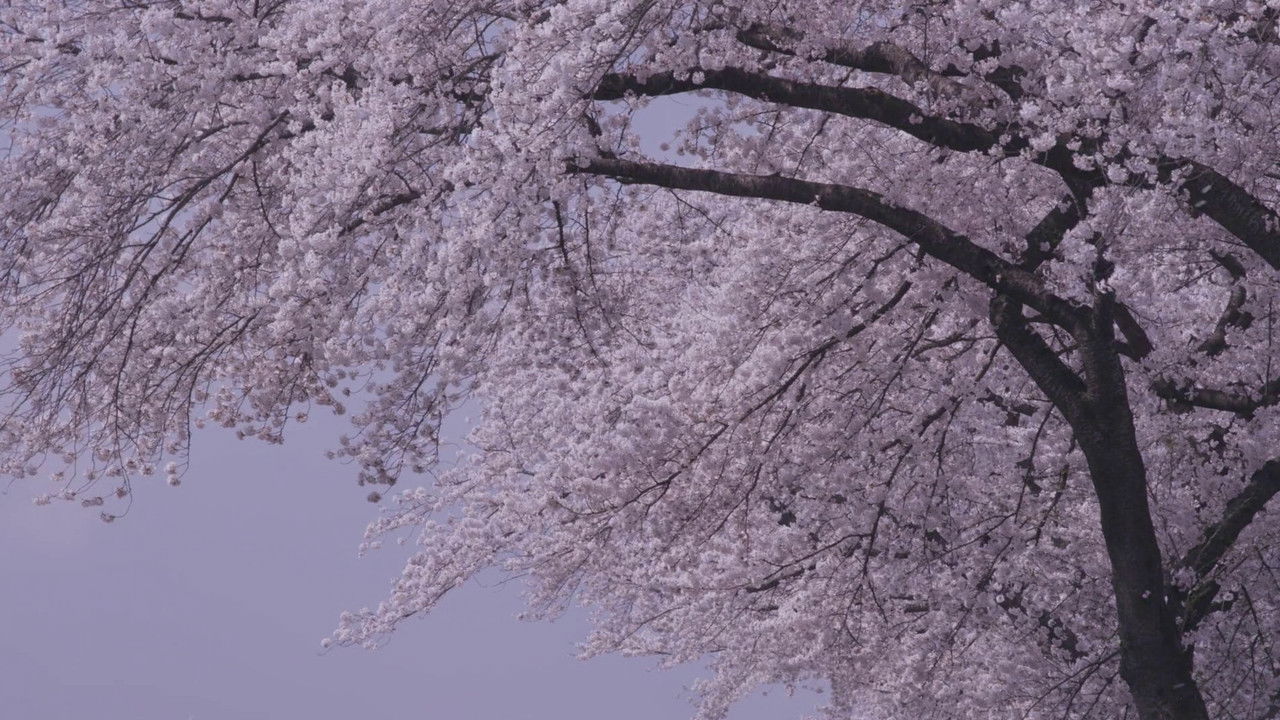 Little Forest: Winter/Spring backdrop