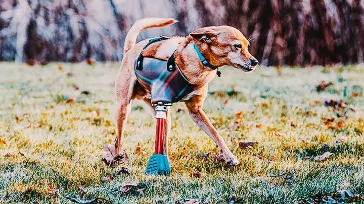 The Wizard of Paws - Season 7 Episode 3 : Buddy the Chihuahua