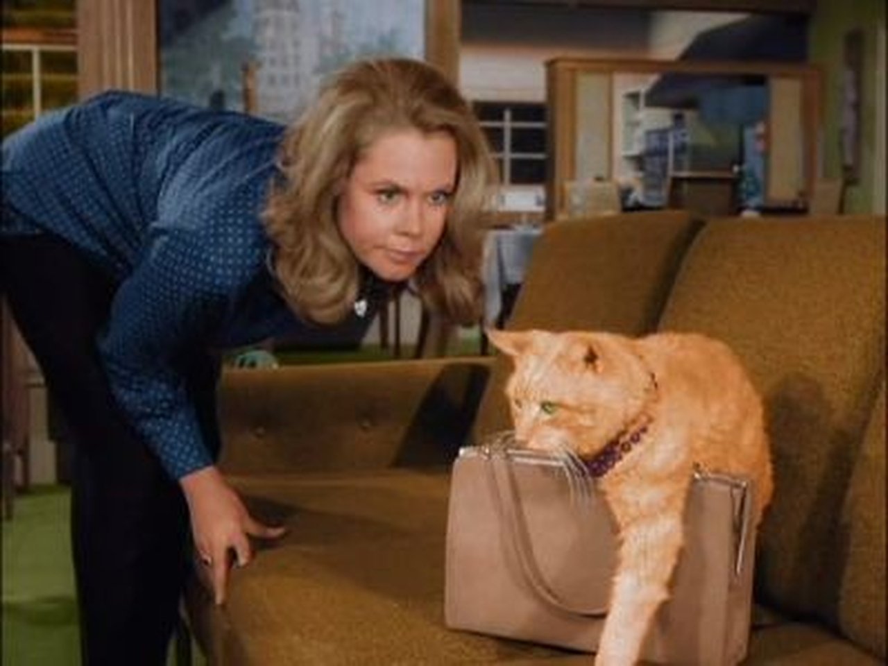 Bewitched - Season 2 Episode 35 : The Catnapper