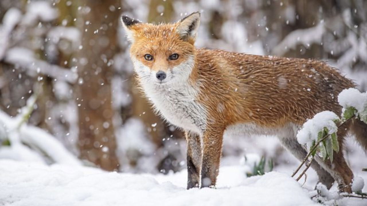 Winterwatch — Épisode 1