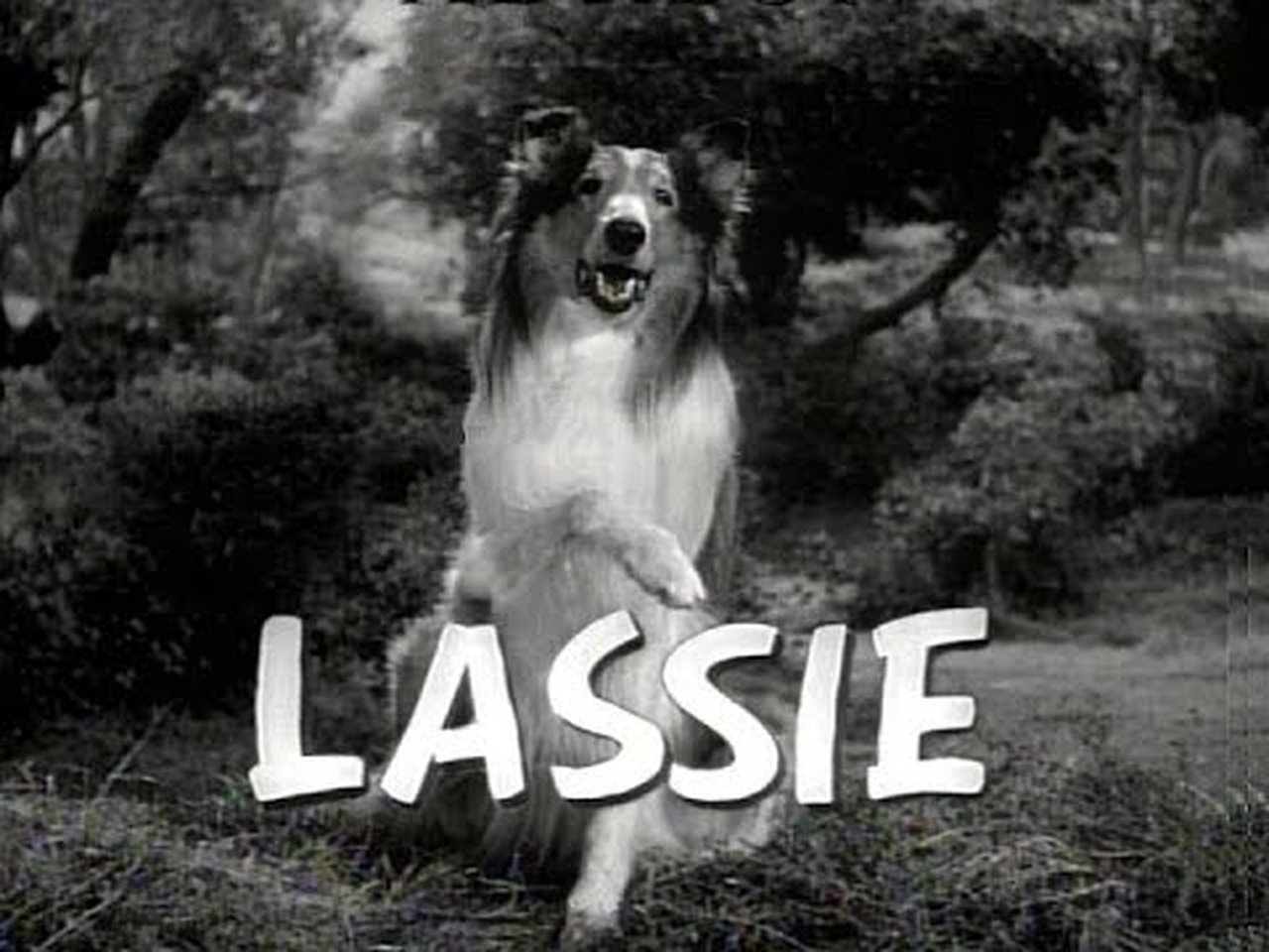 Lassie's Time of Peril