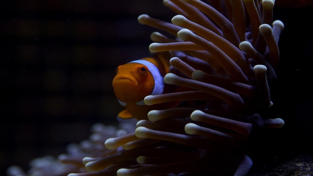 Great Barrier Reef background