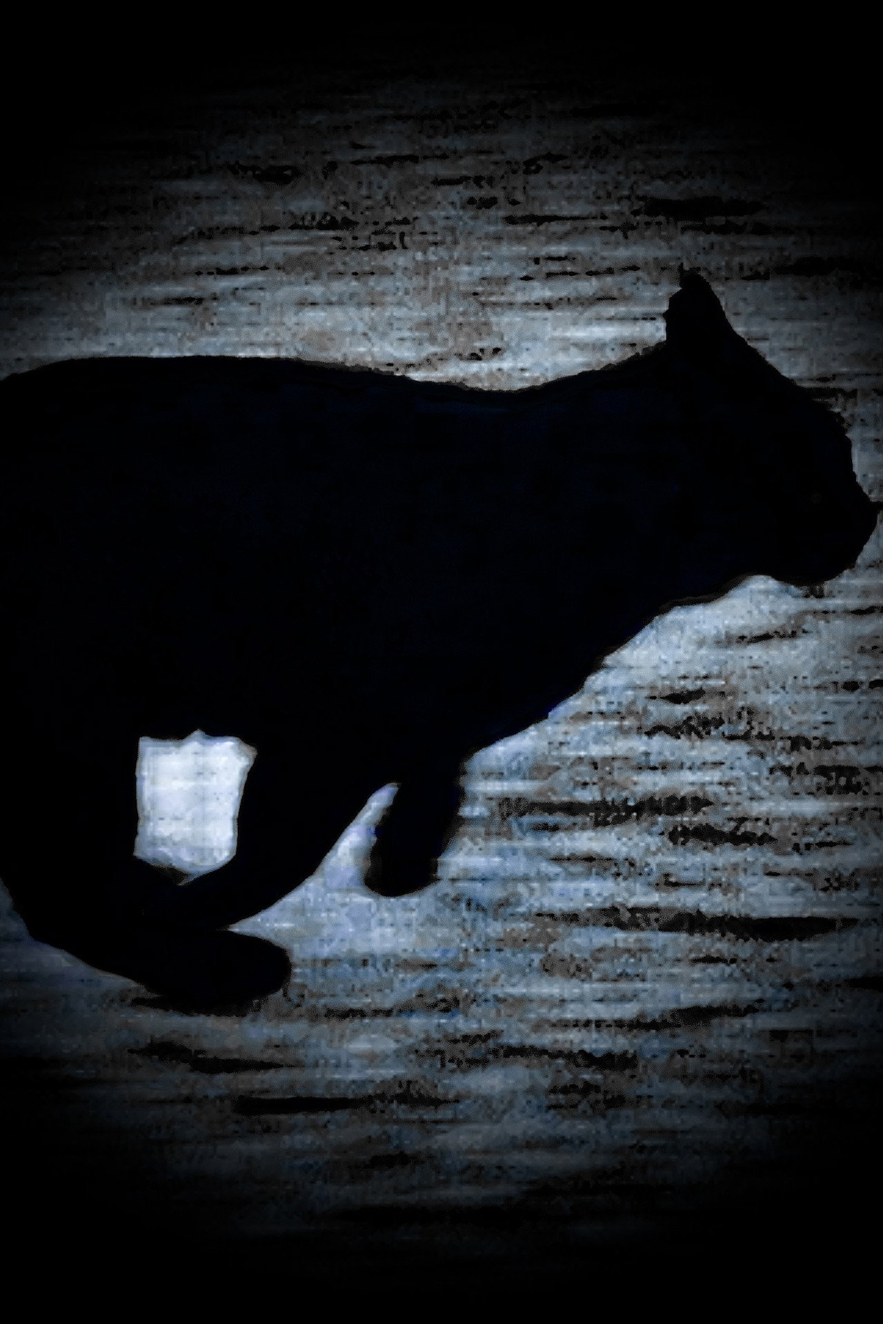Um Gato Negro Escapa-se filmaffisch