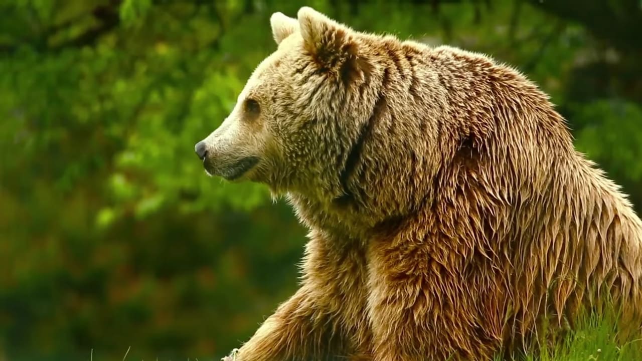 Scen från Unedited Footage of a Bear