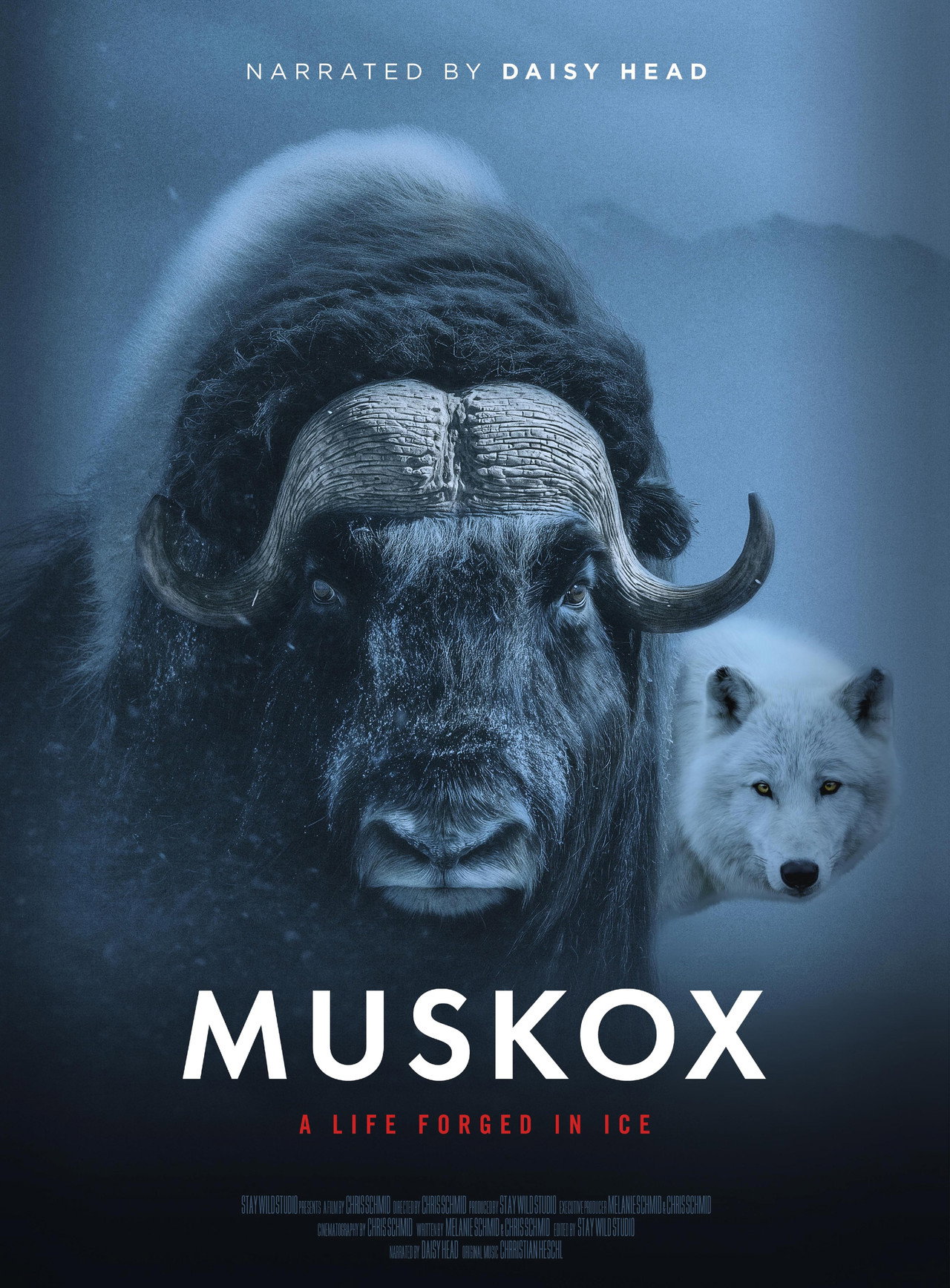 Muskox Backdrop