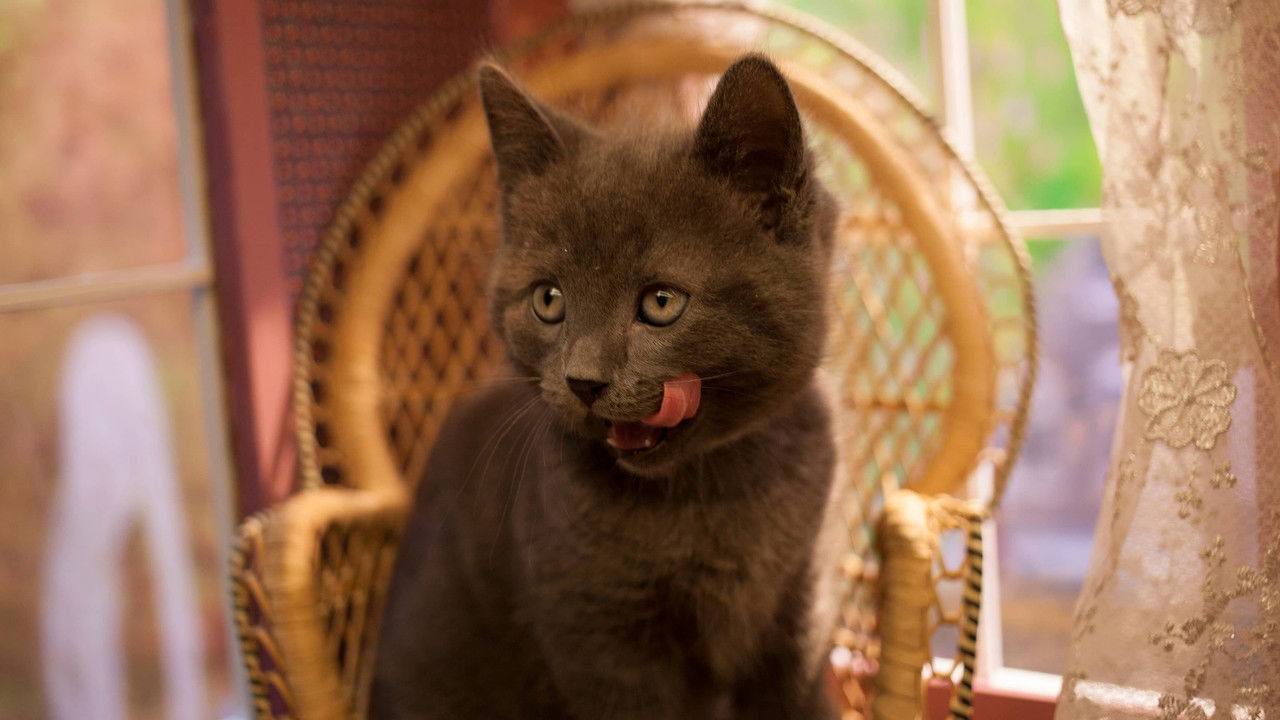 Poesjes — Épisode 3