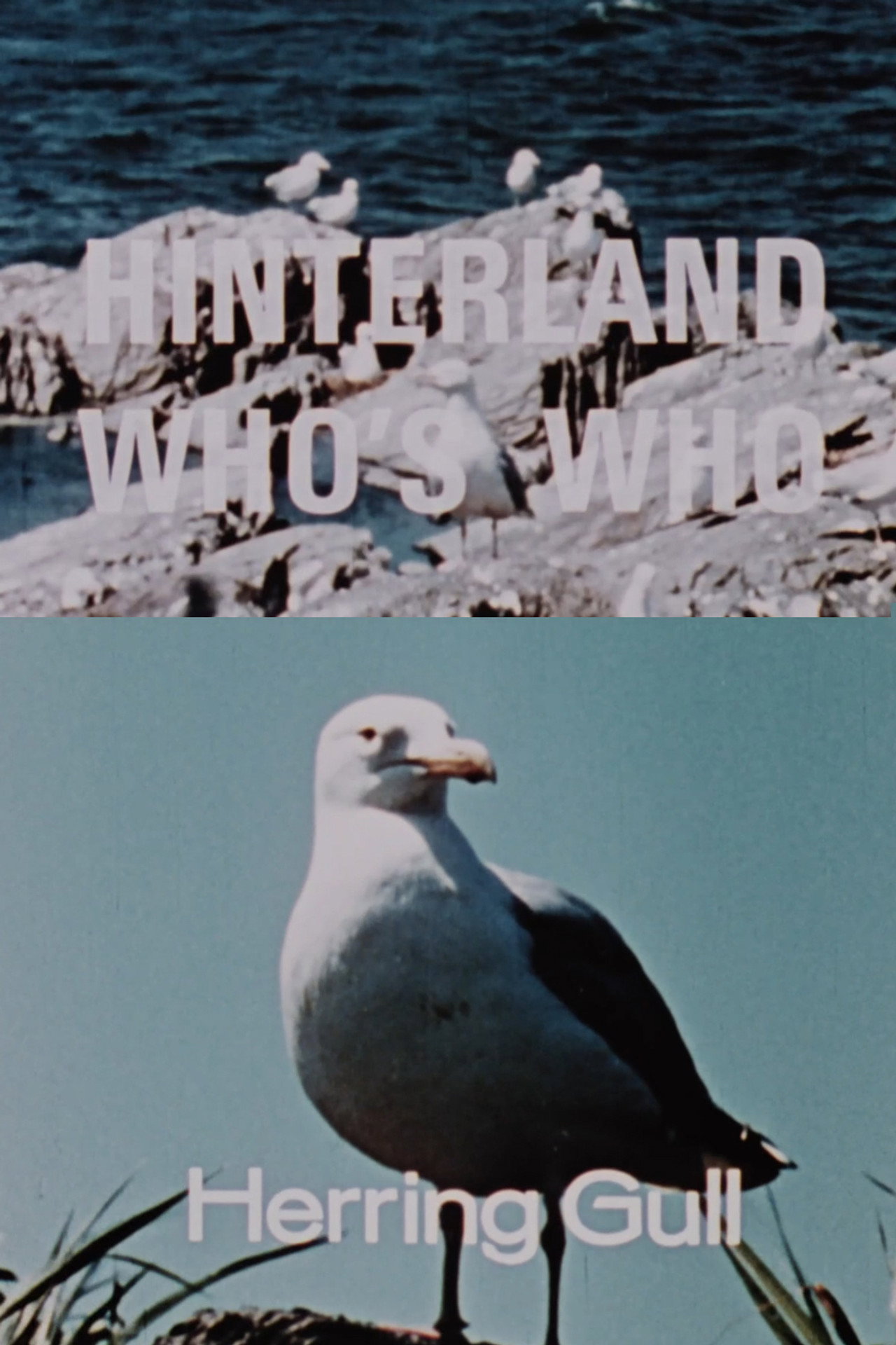 Hinterland Who's Who: Herring Gull Backdrop