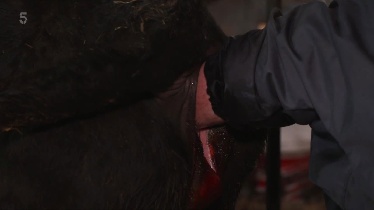 The Yorkshire Vet - Season 12 Episode 1 : Episode 1