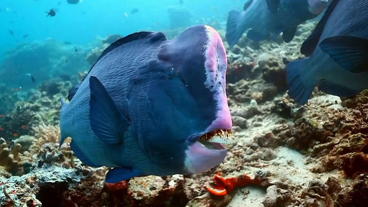 Drôle de nature — Crotte de Poisson Perroquet