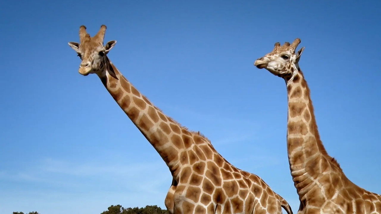 Just Animals — Épisode 4