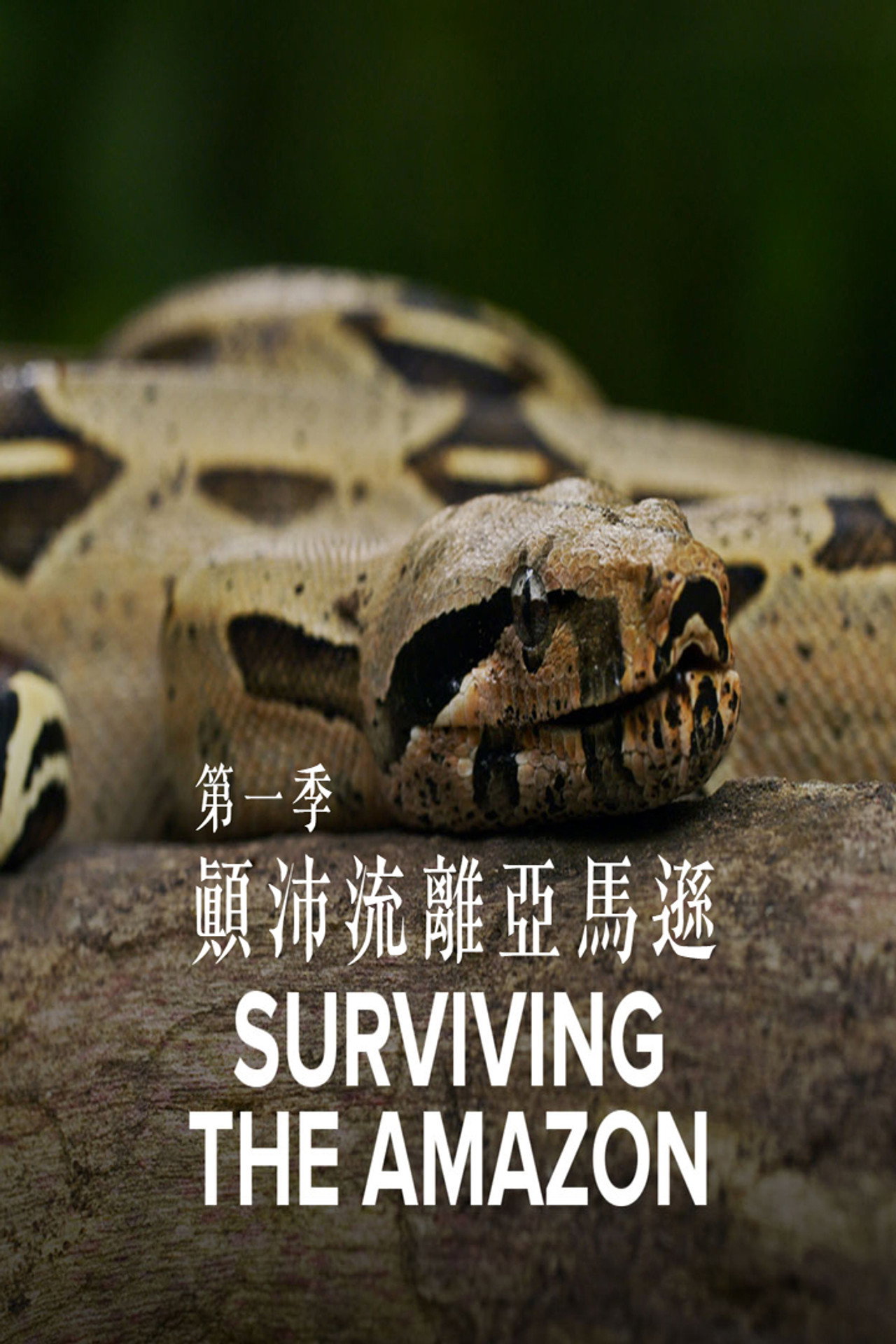 Surviving the Amazon affisch