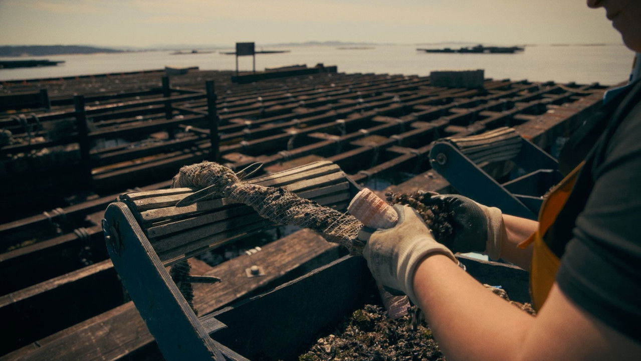 Mexillonaria Mexillonaria