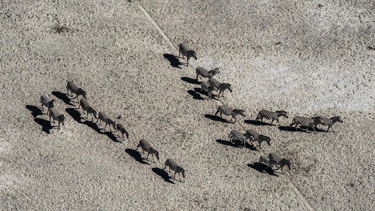 Nature - Season 38 Episode 6 : Okavango: River of Dreams: Inferno