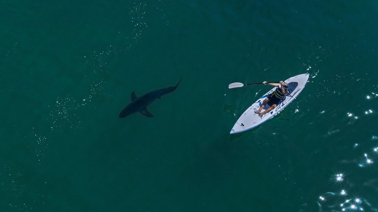 Sky Sharks screenshot 2