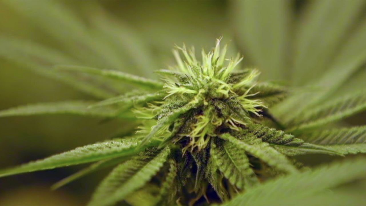 Medicinal Cannabis