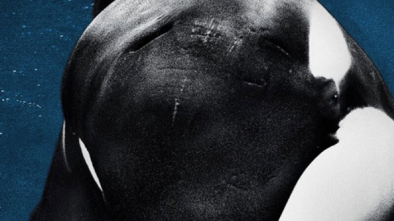 Blackfish 2