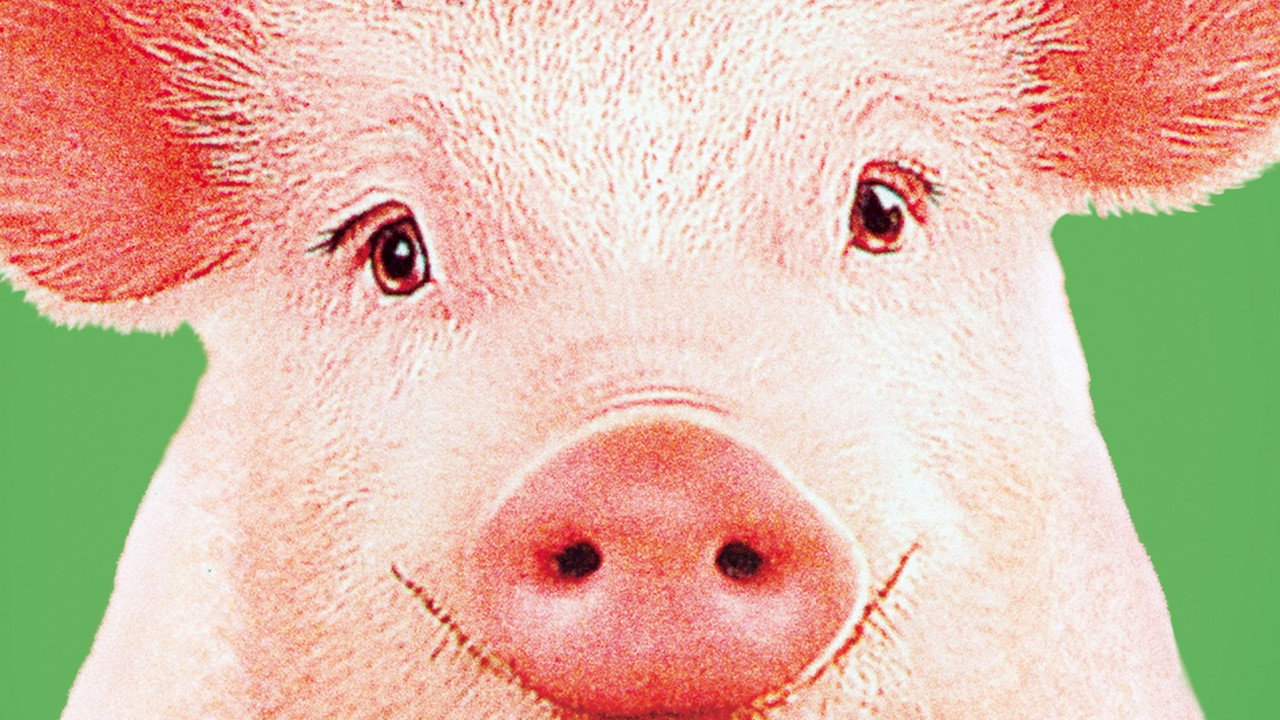 Babe, le cochon devenu berger
