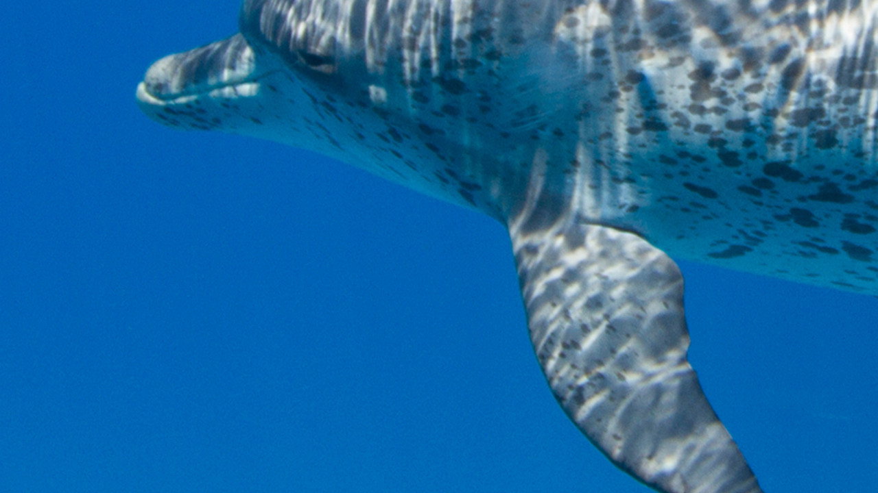 Requins vs dauphins