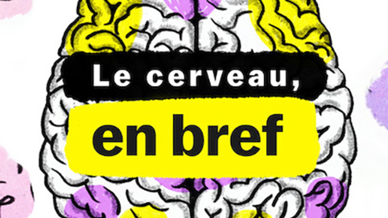 Le Cerveau, en bref