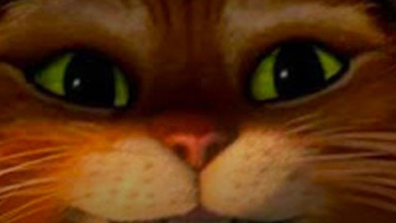 Les aventures du Chat Potté