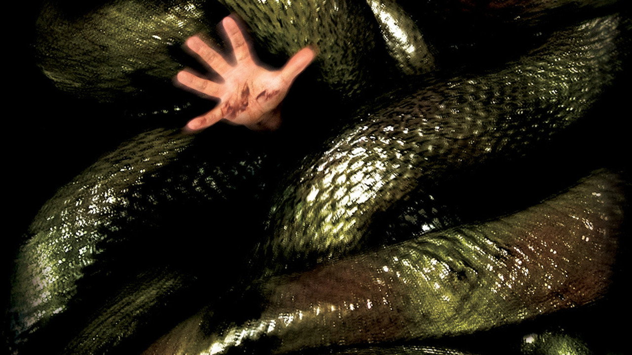 Anacondas : À la poursuite de l'orchidée de sang