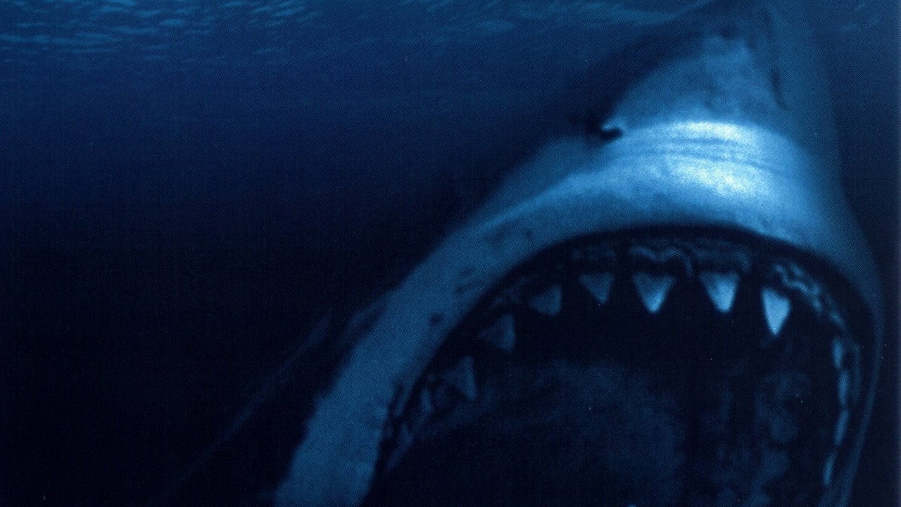 Shark Attack
