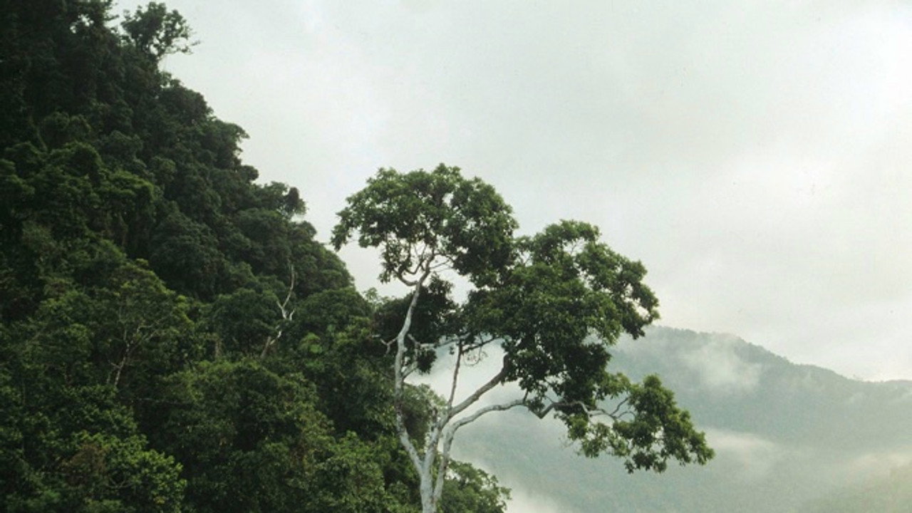 La forêt tropicale