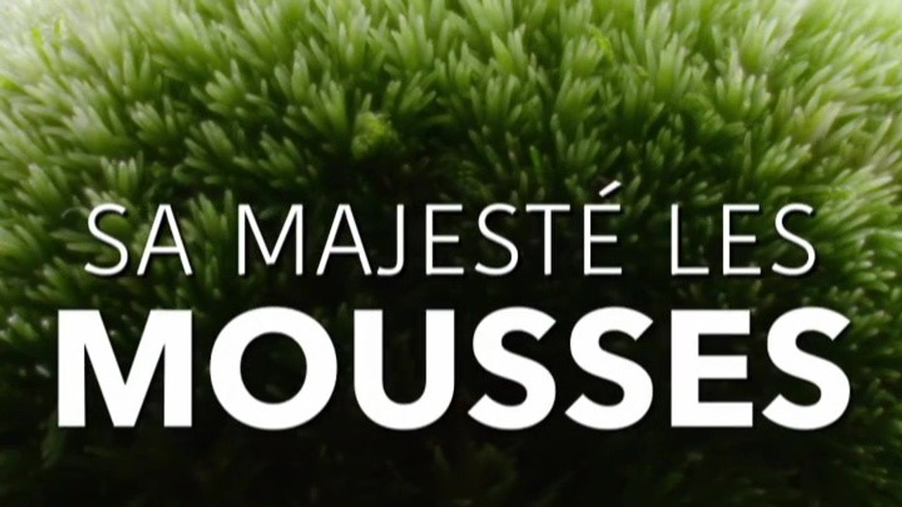 Sa Majesté les mousses
