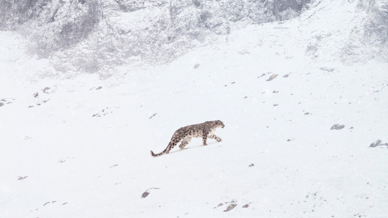 La Panthère des neiges