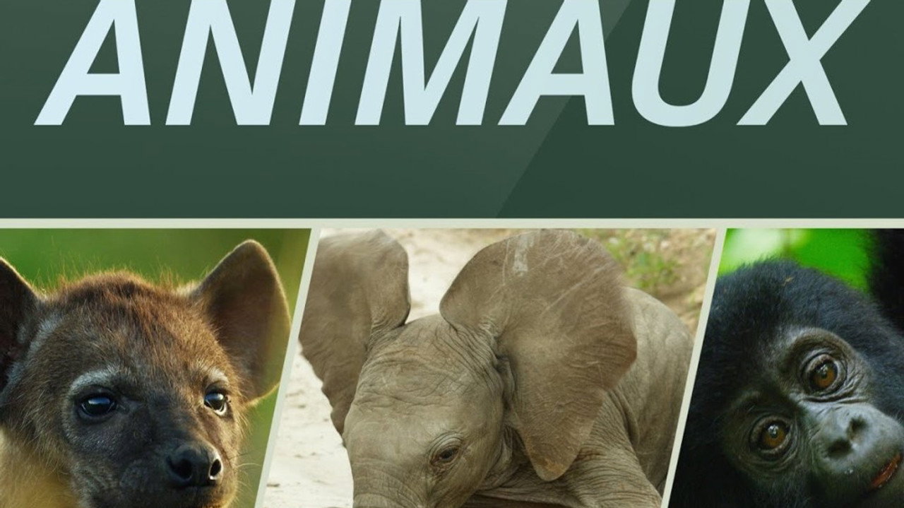 La première année des bébés animaux
