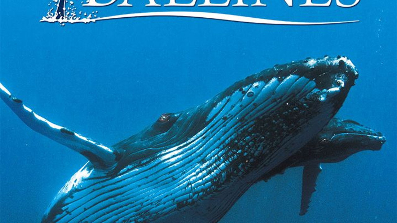 Baleines