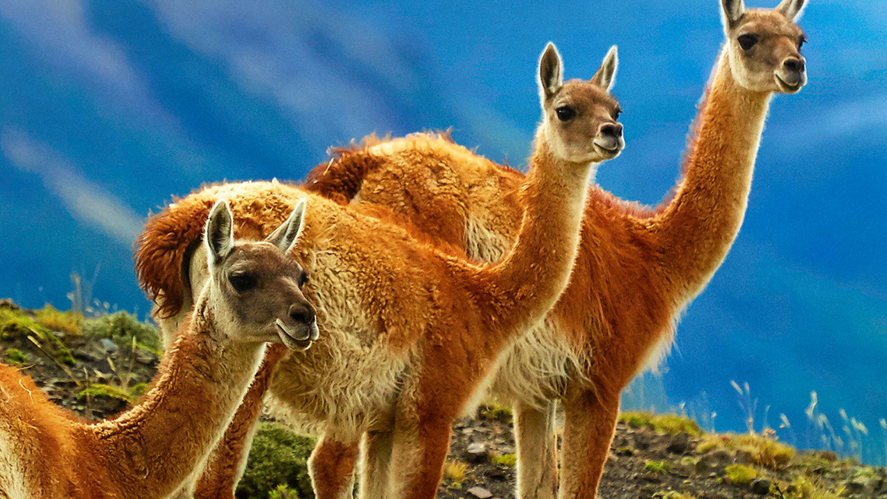 Destination Wild : Chili