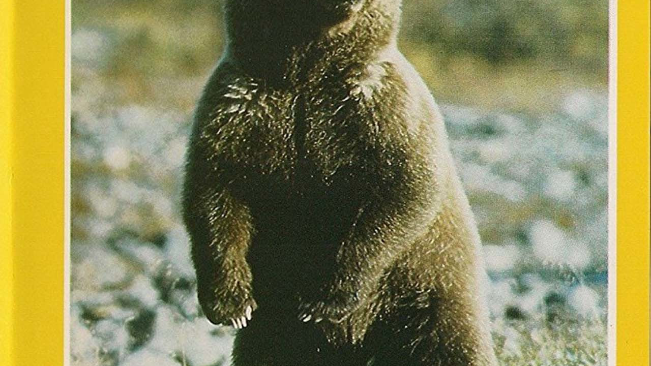 Grizzly!
