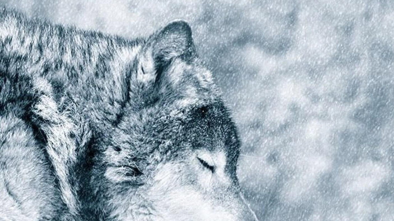Howl