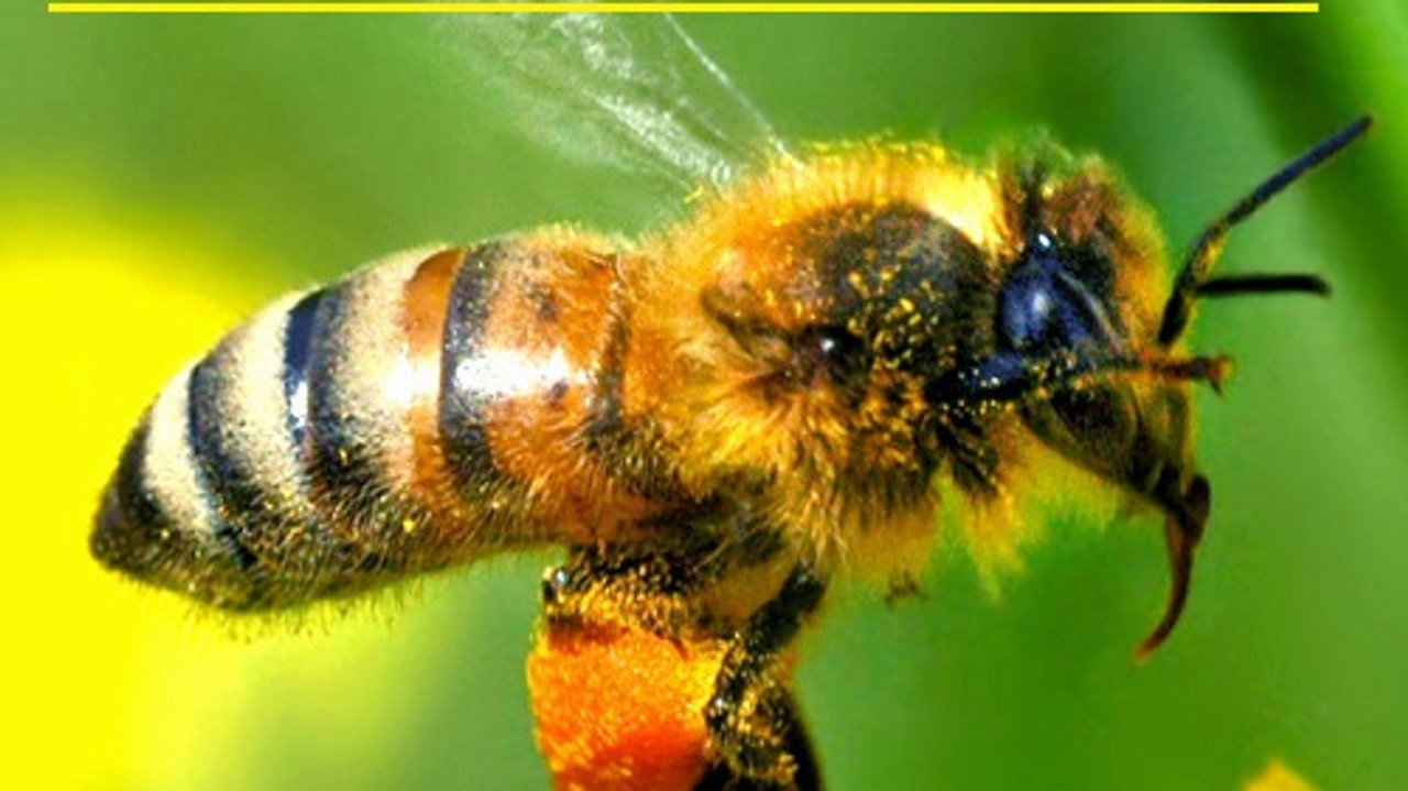 Le silence des abeilles