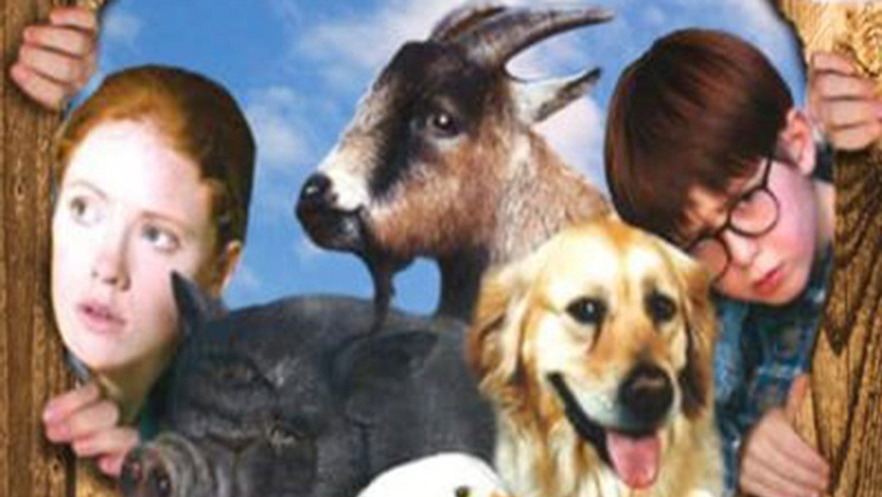 Pets