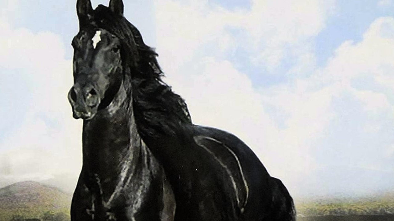 Black Beauty
