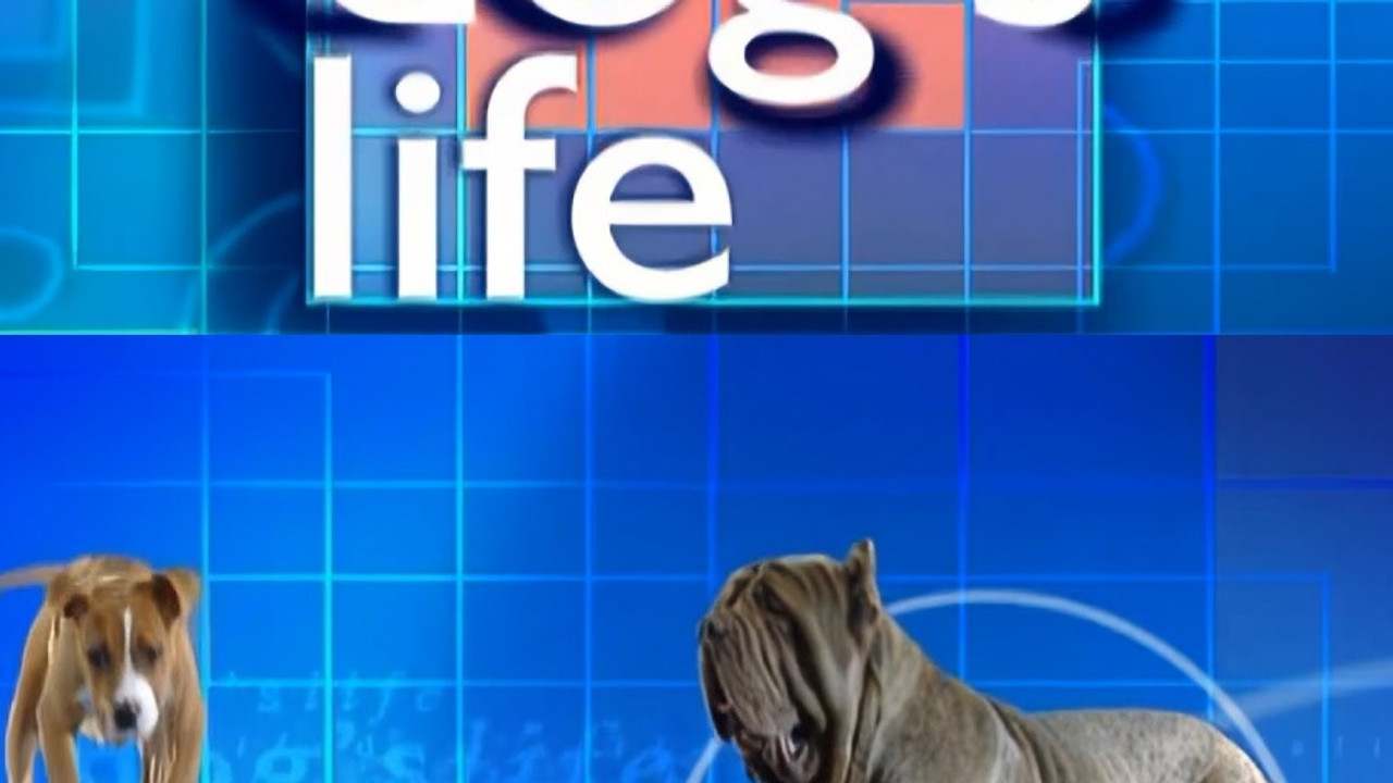 A Dog's Life