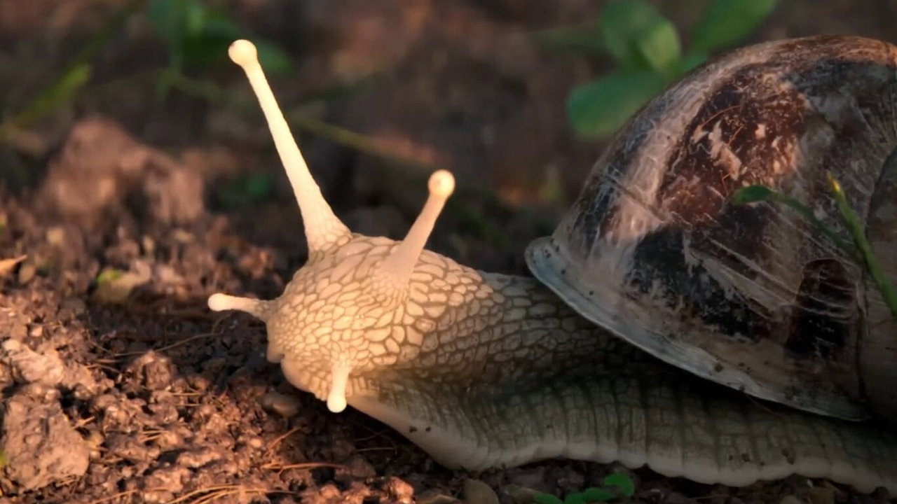 The Left-Handed Snail