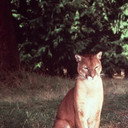 SETTA als Seeta the Mountain Lion