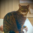 Lizy als The cat