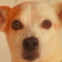 Toby als The Dog
