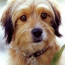 Benjean als Stray Dog (uncredited)