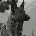 Klondike the Dog als Scout