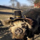 Bashi 'The Pig' als The Pig