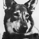 London als Duke, the Dog (uncredited)