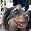 Taz Bear als Royal Hound