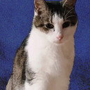Cheeze the Cat als Himself