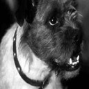 Zero the Dog als Zero